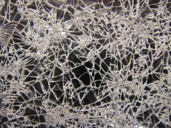 Full frame shot of spider web