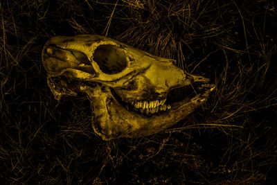 Close-up of animal skull in the dark