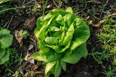 High angle view of vegetable growing in garden