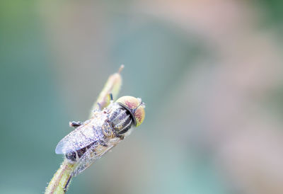 Close-up of insect