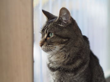 Close-up of a cat looking away