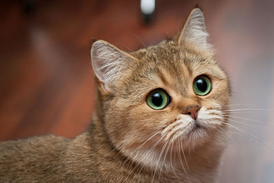 Golden british cat with rich green eyes and fluffy whiskers