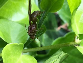 Close-up of insect on plant