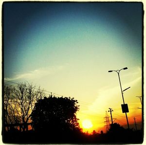 Low angle view of trees at sunset