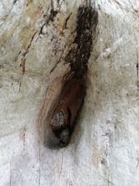 Full frame shot of tree trunk