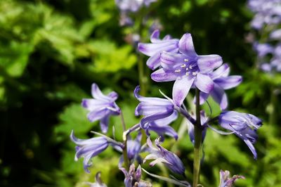 Close-up of purple flowering plant