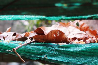 Close-up of dry leaves