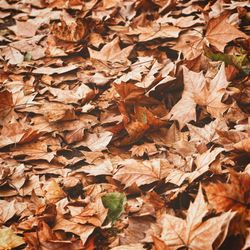 Full frame shot of dry leaves