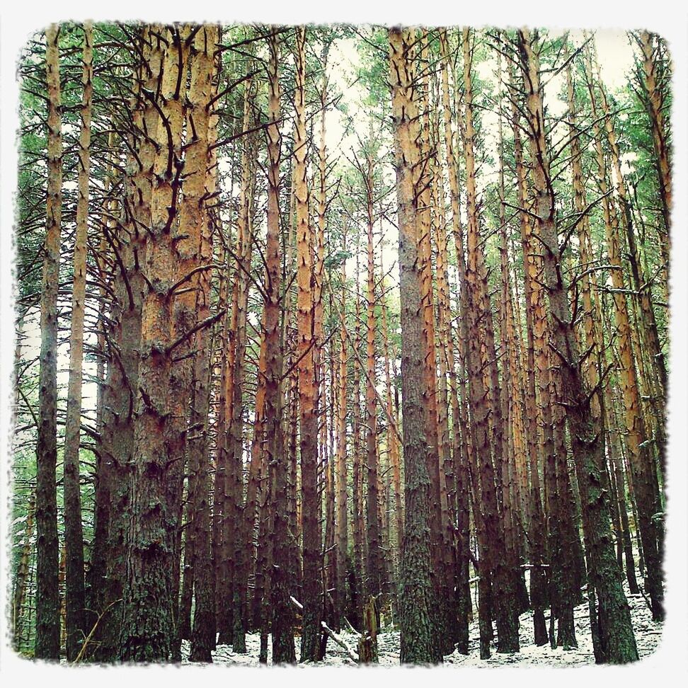 tree, transfer print, tree trunk, forest, auto post production filter, woodland, tranquility, winter, snow, growth, cold temperature, nature, season, beauty in nature, tranquil scene, low angle view, scenics, branch, panoramic, day