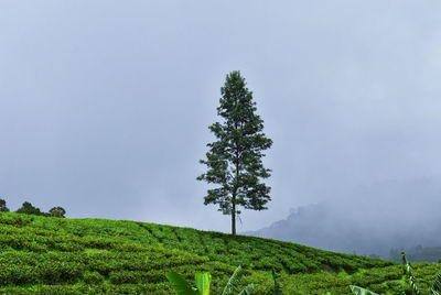 Tree on field against sky