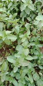 Full frame shot of ivy growing on plant