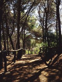 Trees in forest