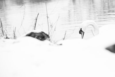 View of birds in lake during winter