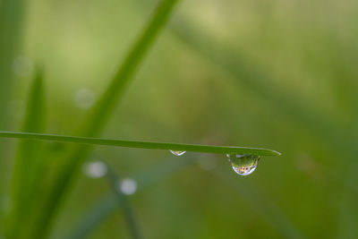 Close-up of water drops on leaf