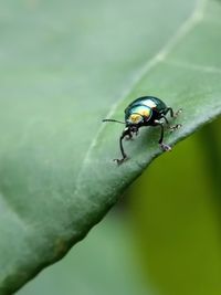 Close-up of insect on leaf