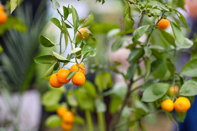 Close-up of orange fruits on tree