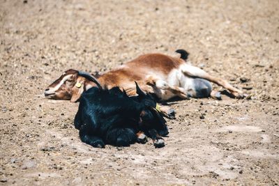 Goats sleeping on field during sunny day