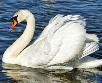 Close-up of swan in lake