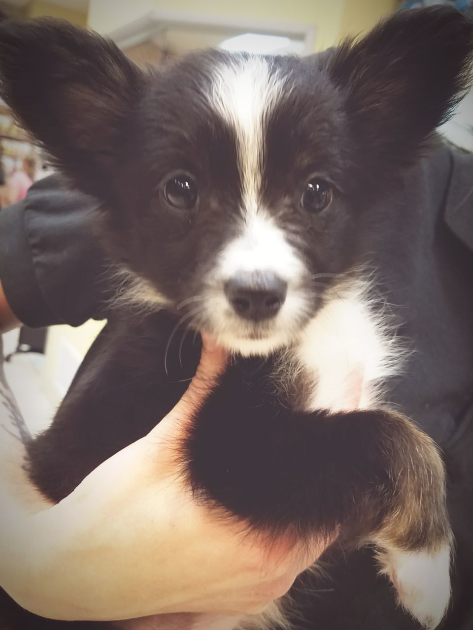 CLOSE-UP PORTRAIT OF PUPPY AT HOME