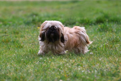 Dog on grass in field, shih tzu