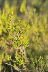 Close-up of flowering plant on field