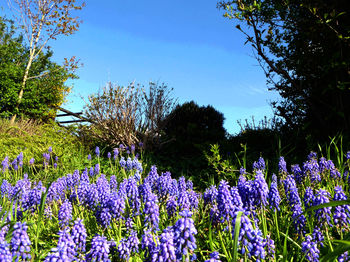 Low angle view of flower trees against blue sky