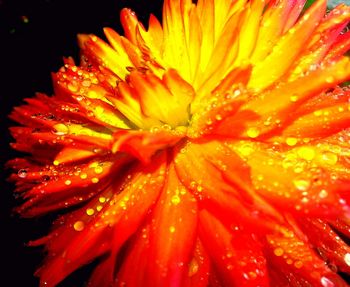 Close-up of water drops on red flower