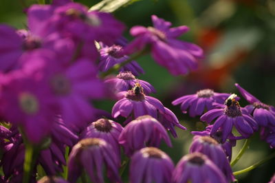 Close-up of purple flowers blooming outdoors