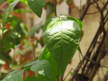 Close-up of green leaf