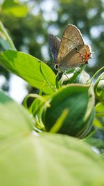 Close-up of butterfly perching on leaf