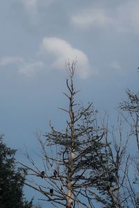 Low angle view of bare tree against sky