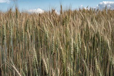 View of wheat field against sky