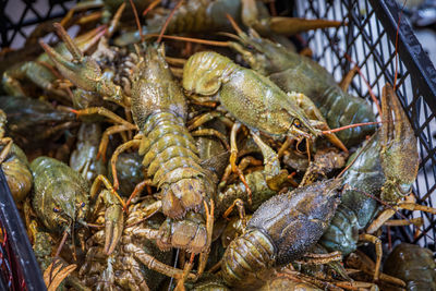 seafood
