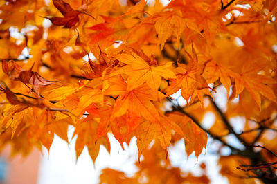 Close-up of orange leaves