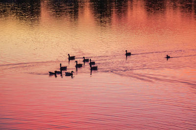 Silhouette birds swimming in lake during sunset