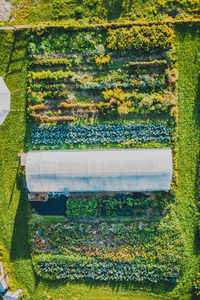 High angle view of plants growing on field