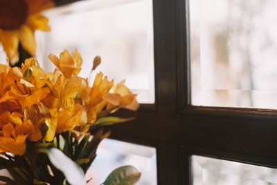 Close-up of yellow flowers