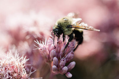 Close-up of bee on purple flower