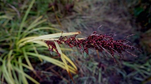 Close-up of red flowers on grass