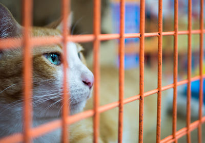 Close-up portrait of cat in cage