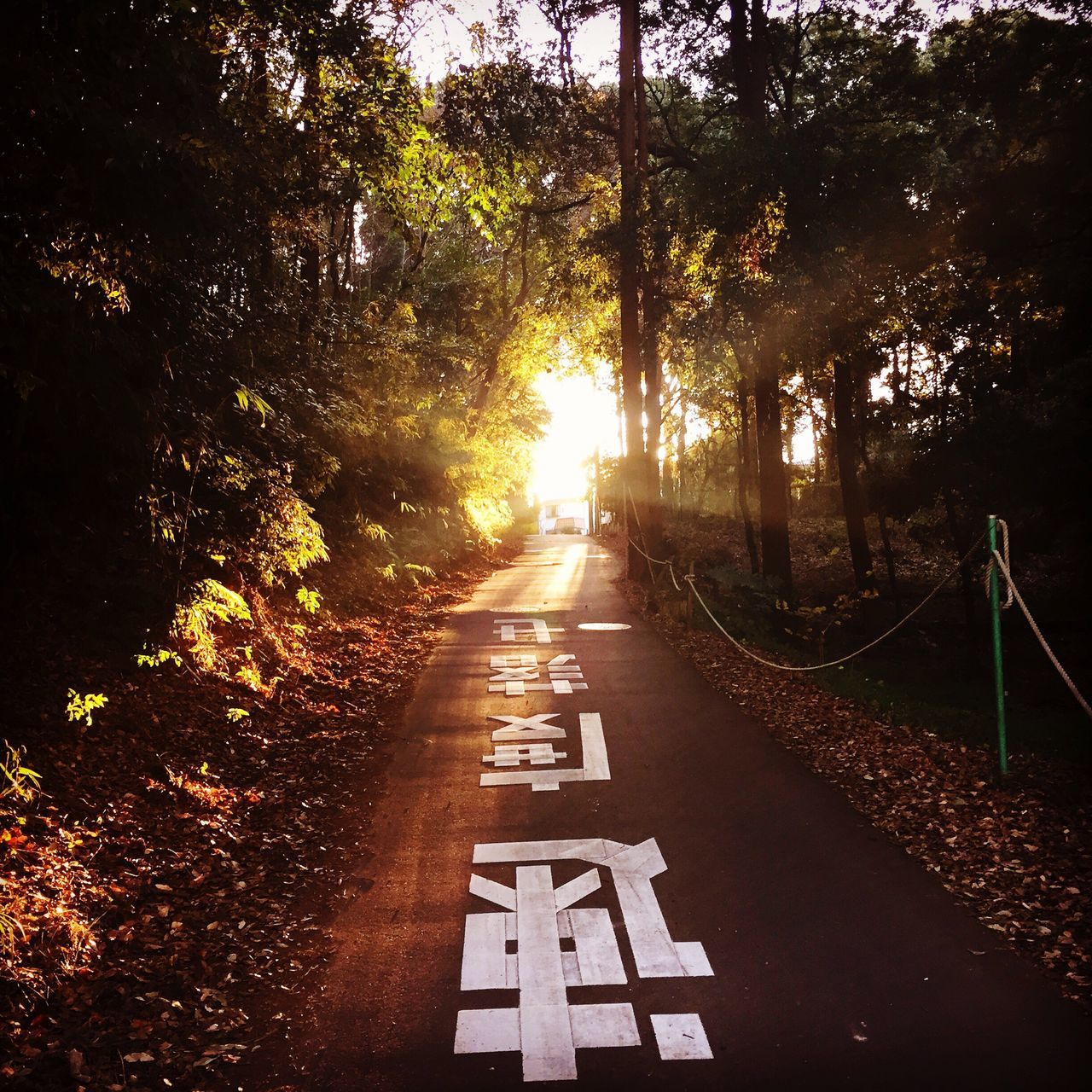 the way forward, tree, diminishing perspective, transportation, vanishing point, road, road marking, empty, sunlight, tranquility, empty road, nature, street, long, growth, tranquil scene, sunset, no people, outdoors, asphalt