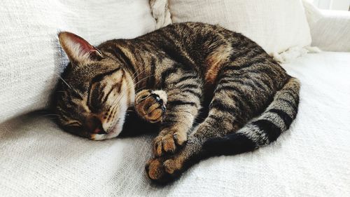 Cat sleeping on bed
