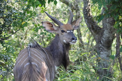 Portrait of deer in forest