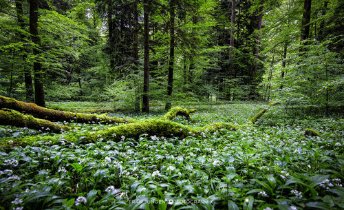 Scenic view of forest