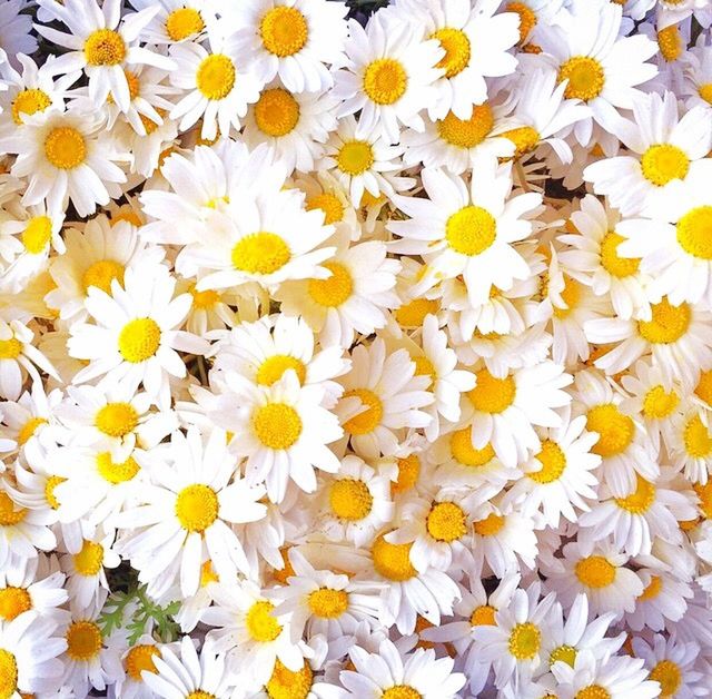 flower, freshness, petal, fragility, flower head, yellow, full frame, beauty in nature, backgrounds, growth, nature, blooming, daisy, white color, abundance, high angle view, pollen, close-up, in bloom, blossom