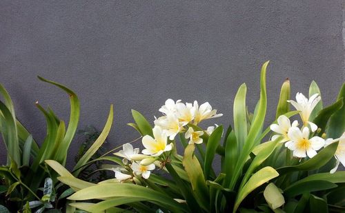 Close-up of white flowers blooming outdoors