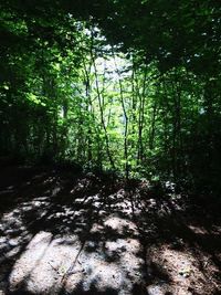 Trees in forest