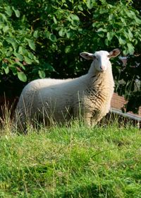 View of sheep on field