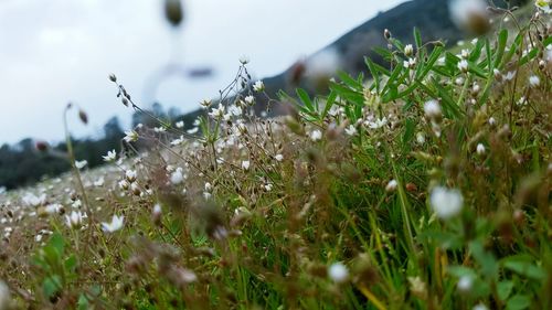 Close-up of plants growing on field