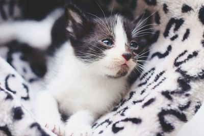 Close-up portrait of kitten